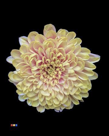 Chrysanthemum Indicum Grp tros kas kleurbehandeld H%