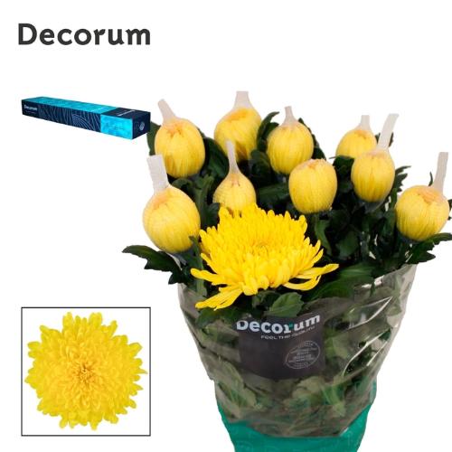 Chrysanthemum Indicum Grp geplozen kas Pjotr