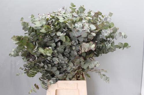 Eucalyptus cinerea