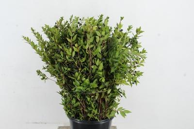 Myrtus communis per bos