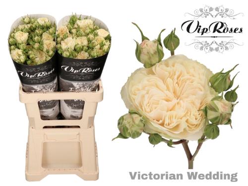 Rosa tros Victorian Wedding+