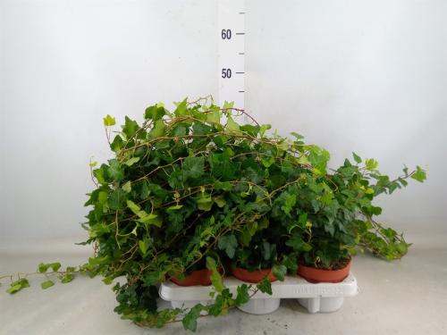 Hedera helix 'Wonder'