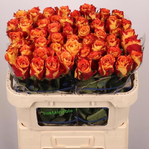 Rosa grootbloemig Silantoi