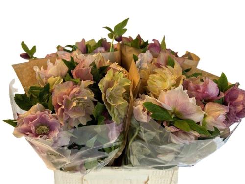 Helleborus orientalis 'Queens Double Pink'