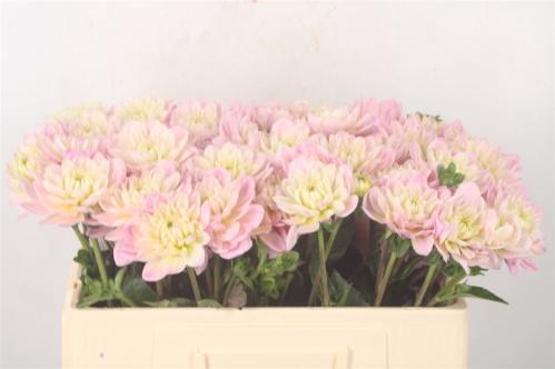 Dahlia Diana's Memory