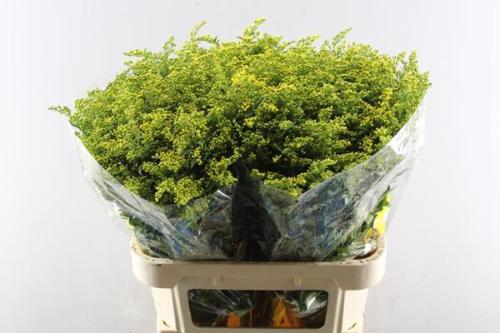 Solidago Carzan Glory