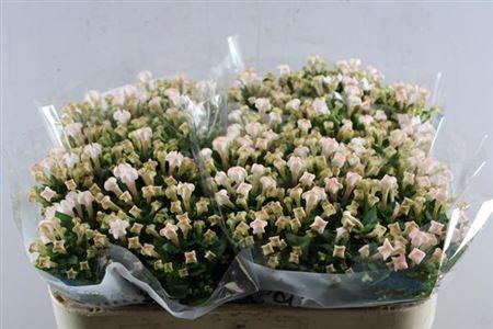 Bouvardia enkelbloemig Blossom