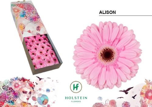 Gerbera grootbloemig Alison