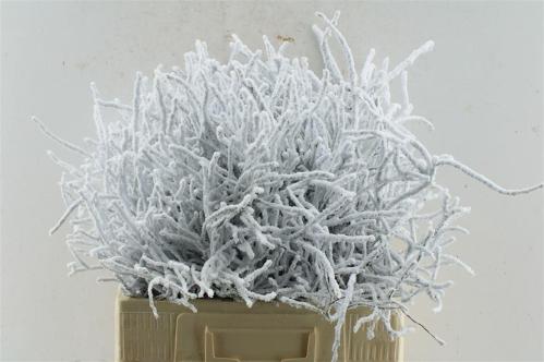 Vaccinium kleurbehandeld H%