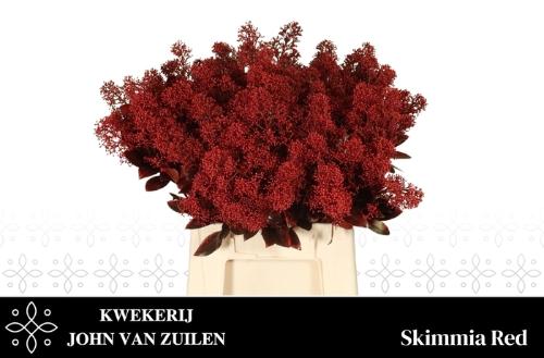 Skimmia per bos overig kleurbehandeld H%