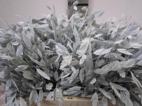 Siergras kleurbehandeld H%