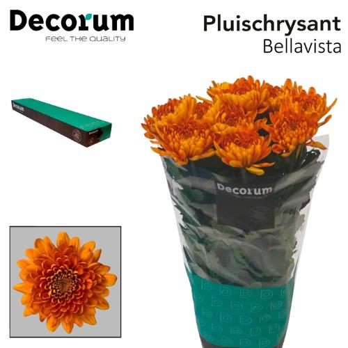 Chrysanthemum (Indicum Grp) geplozen Bellavista