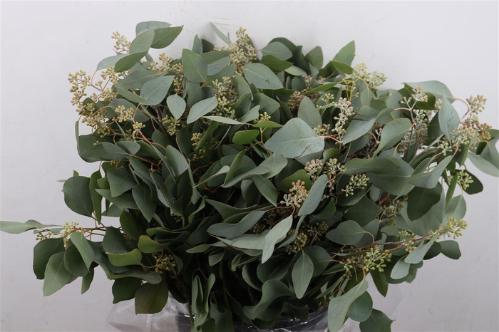 Eucalyptus per bos populifolia (met bes)