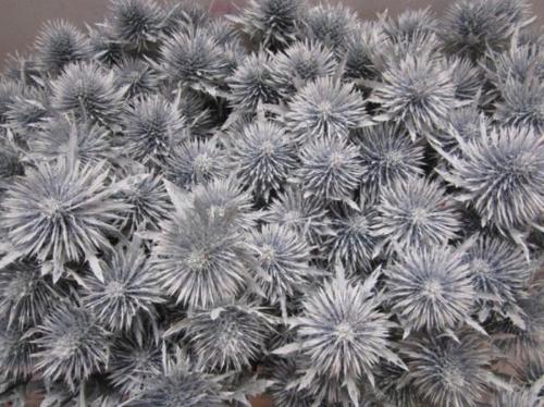Eryngium planum kleurbehandeld H%