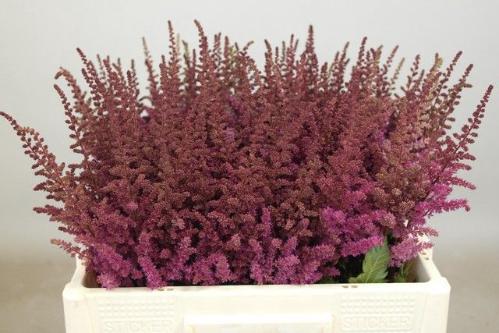 Astilbe 'Maggie Daley'