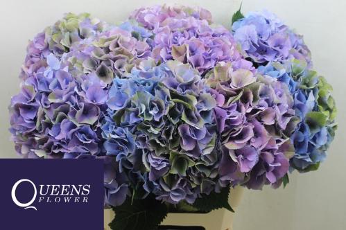 Hydrangea macrophylla Royal Secret