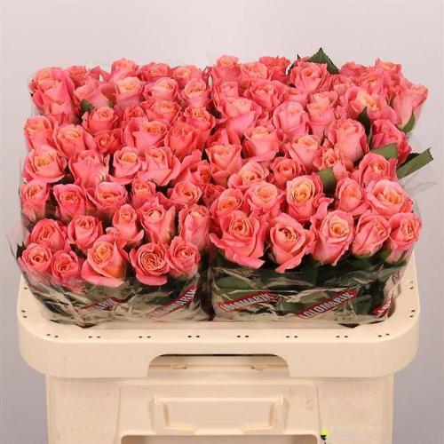 Rosa grootbloemig Miss Piggy+