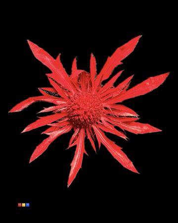 Eryngium alpinum kleurbehandeld H%