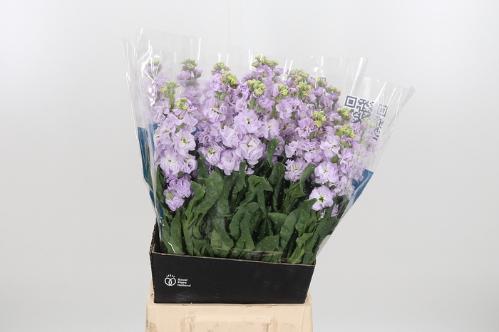 Matthiola incana 'Iron Marine'