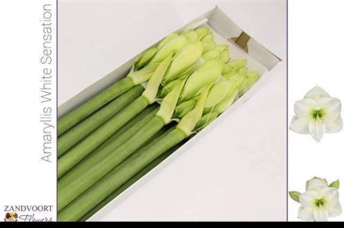 Hippeastrum Galaxy Grp 'White Sensation'