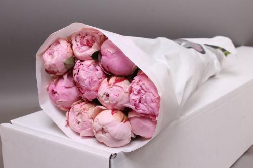 Paeonia Lactiflora Grp 'Sarah Bernhardt'