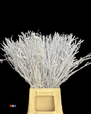 Betula per bos kleurbehandeld