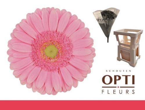 Gerbera grootbloemig Glossy