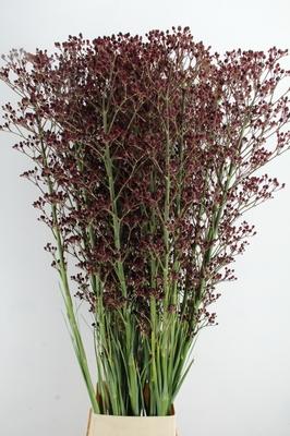 Eryngium pandanifolium Magical Red Thunder