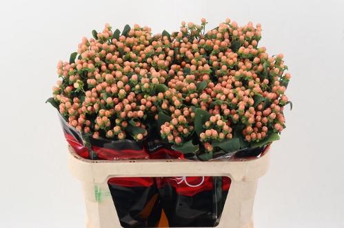 Hypericum androsaemum Mellow Romance