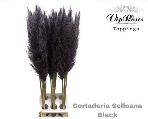 Cortaderia selloana kleurbehandeld H%