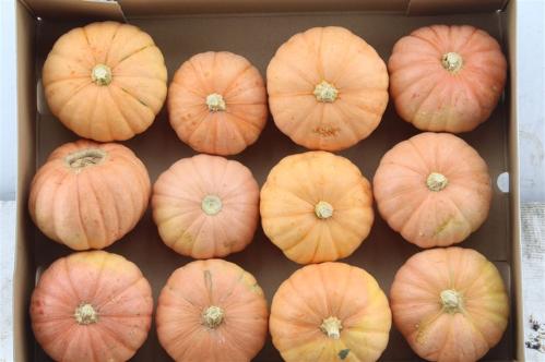 Cucurbita