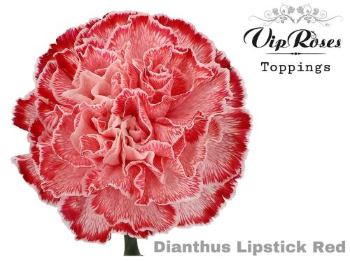 Dianthus standaard kleurbehandeld H%