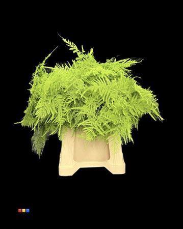 Asparagus overig kleurbehandeld H%