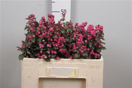Symphoricarpos Magical Temptation