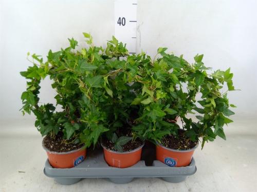 Hedera helix 'Shamrock'
