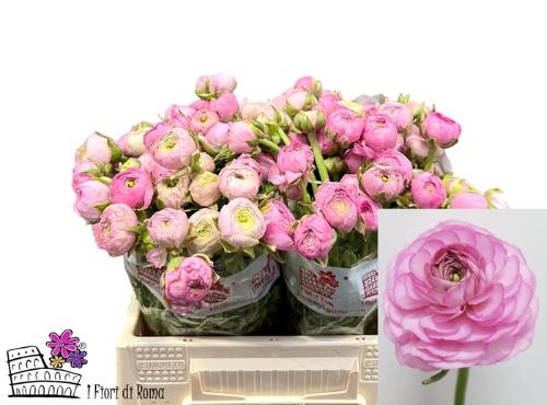 Ranunculus asiaticus 'Dolcevita Rose'