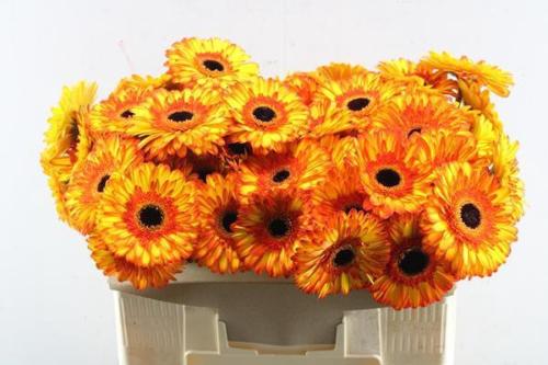 Gerbera grootbloemig Spotlight