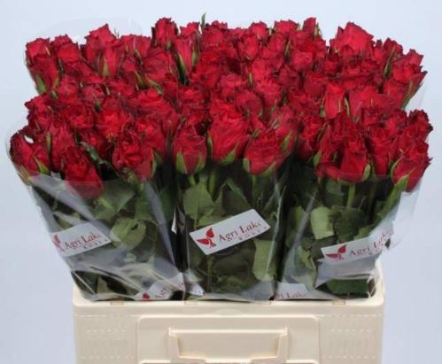 Rosa grootbloemig Madam Red