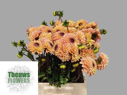 Dahlia Pompon Grp 'Yellow Jill'