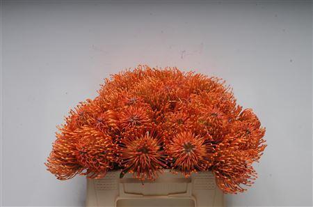 Leucospermum Ayoba Mandarin Zest