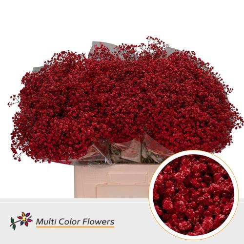 Gypsophila overig kleurbehandeld H%