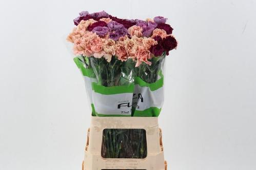 Dianthus standaard gemengd in bos