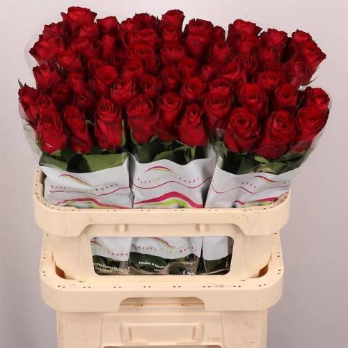 Rosa grootbloemig Madam Red