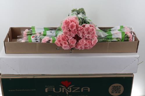 Dianthus standaard overig