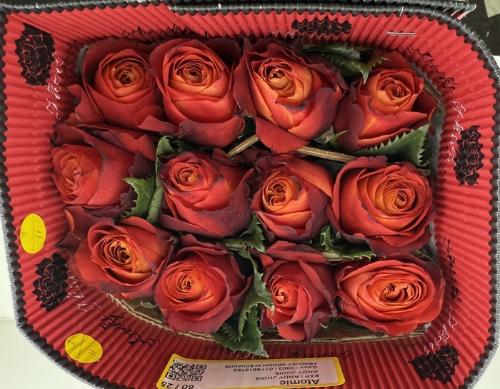 Rosa grootbloemig Atomic