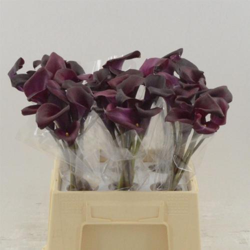 Zantedeschia 'Sumatra'