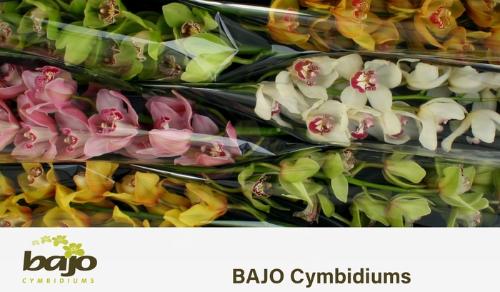 Cymbidium grootbloemig per tak gemengd