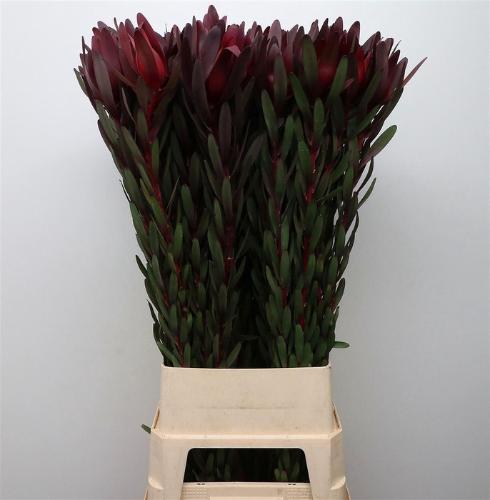 Leucadendron 'Safari Sunset'