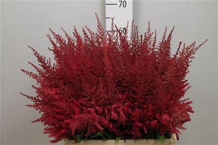 Astilbe Arendsii Grp 'Paul G