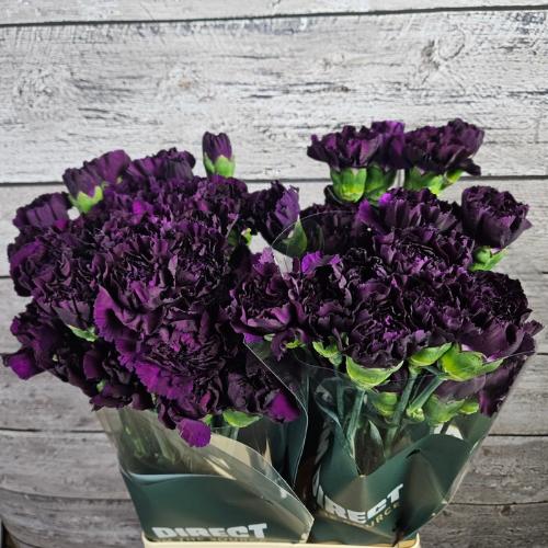 Dianthus standaard Florigene Moonvista